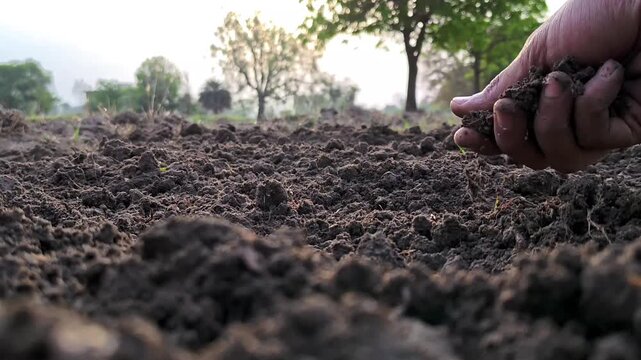 Hand of farmer checking soil health before growth a seed of vegetable or plant seedling. Agriculture concept.