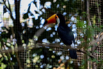 Obraz premium The toco toucan bird on the wood tree