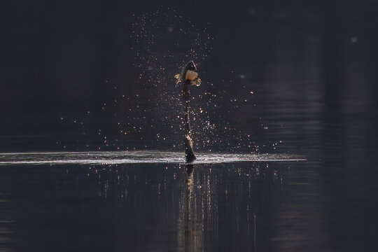 Beautiful bird in Asian, It is a kind of bird found in Thailand.