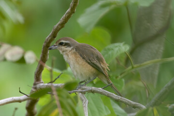 Obraz premium Beautiful bird in Asian, It is a kind of bird found in Thailand.