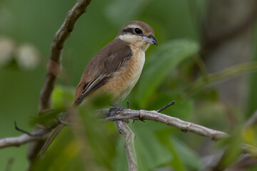 Obraz premium Beautiful bird in Asian, It is a kind of bird found in Thailand.