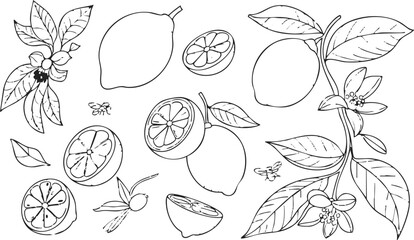 Fototapeta premium lemon line drawing with whole fruit halves slices leaves blossoms bees