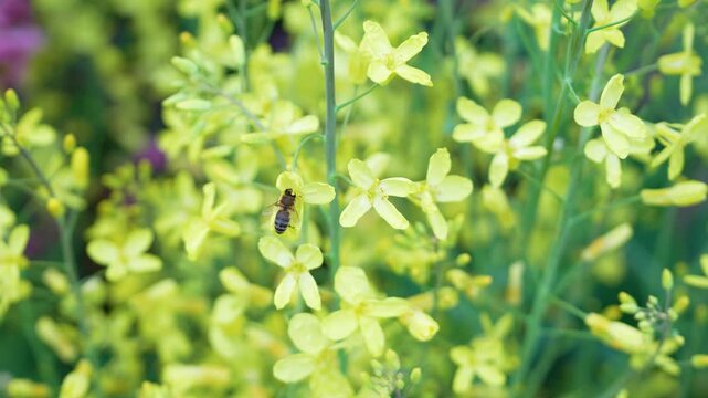 Honey bee gathering pollen from lush blossoming plant on spring field outdoors, flowering plant with yellow flowers from Brassicaceae family member of Brassica genus, Field Mustard (Brassica rapa).