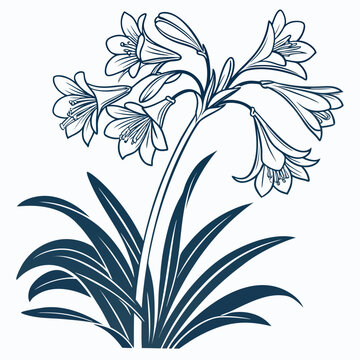 clivia with leaves