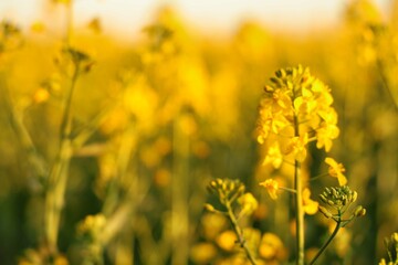 Obraz premium field of flowers
