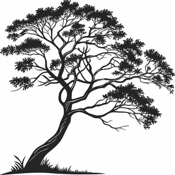 bignonia tree silhouette on white background 