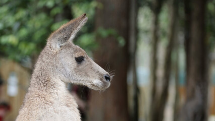 Fototapeta premium Profile Close Up of a Kangaroo Head in a Forest Setting