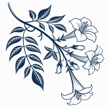  bignonia  with leaves