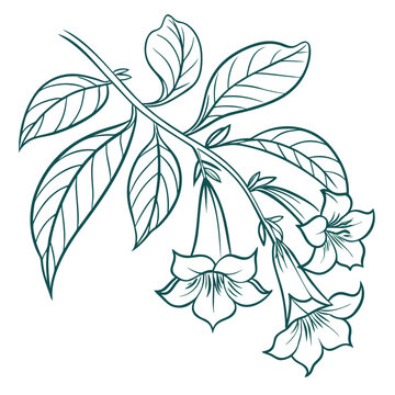  bignonia vector