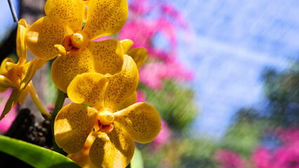Close-up of Vibrant Yellow Spotted Vanda Orchids in a Tropical Garden © blueringmedia