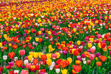 Naklejka premium A vibrant field of colorful tulips in full bloom in the Skagit Valley of Washington State on a sunny day in springtime. The flowers are a mix of red, yellow, orange, and purple.
