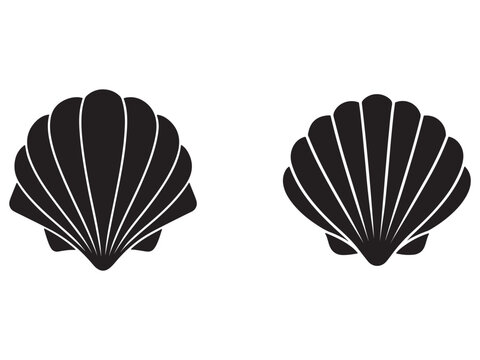 Seashells scallop shells marine life ocean creatures sea shells shellfish seafood  marine  mollusk