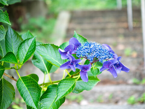 青い紫陽花」の写真素材 | 14,684件の無料イラスト画像 | Adobe Stock
