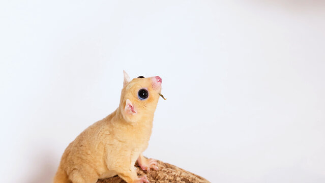 Leucistic Sugar Glider Eating a Mealworm on a Tree Branch