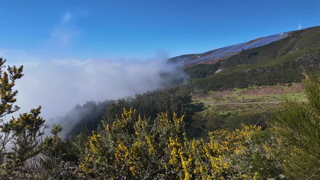 Motion lapse captures rolling mist and yellow gorse on the Paul da Serra plateau in Madeira.