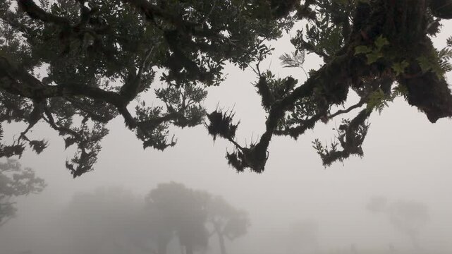 Static shot captures laurel tree canopy silhouetted against fog on the Fanal plateau of Madeira island, Portugal.