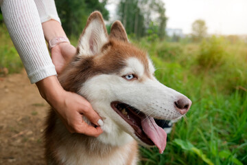 A friendly husky stands with its mouth open, enjoying the warm sun and gentle touch from its owner. The vibrant greenery sets a peaceful backdrop © aapsky