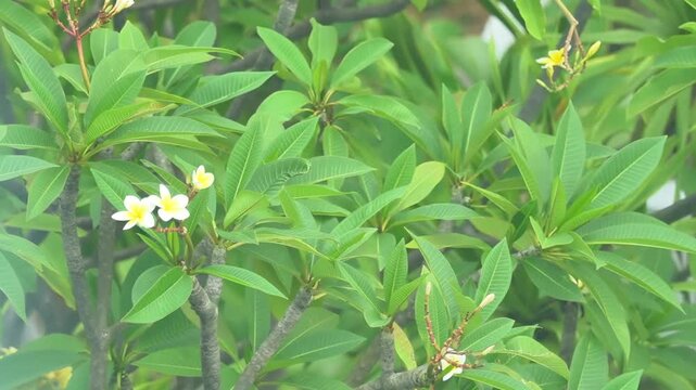 white-yellow bunga jepun in the trees with calm wind during the summer, trees in nature for relaxation