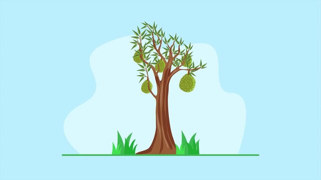 Tropical tree growing with fresh fruits durian. Tropical Fruit concept. Full length Icon animation illustration. High quality&nbsp;4k&nbsp;footage