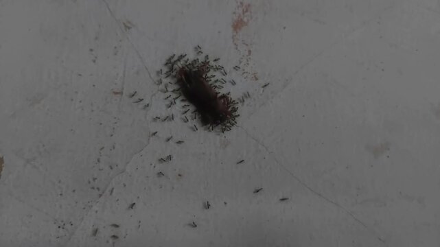 Close up video of ants collaboratively carrying a dead mole cricket (Gryllotalpa sp.)