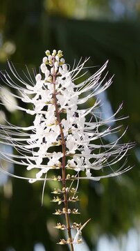 White Cat Whiskers Flower Swaying Gently in a Tropical Garden