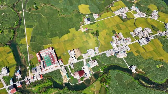 Aerial of Early Rice Ready for Harvest, Green Karst Hills and Village Below