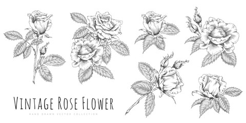 Fototapeta premium Set of vintage roses with leaves, engraved, monochromatic, hand-drawn.