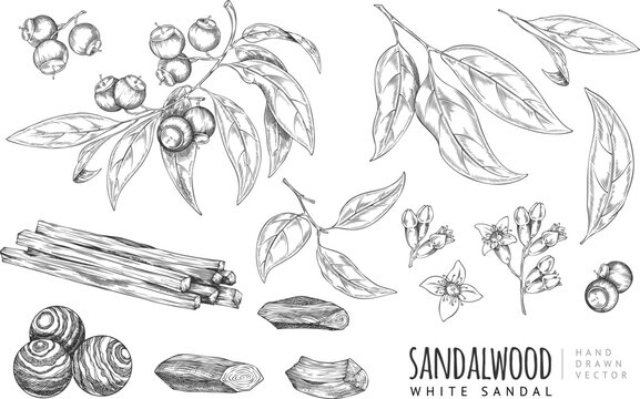 A set of sandalwood elements: branches, leaves, flowers, fruits, sticks, hand-drawn sketch.