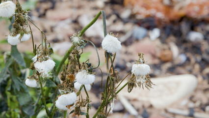 White Dandelion Seed Heads on Stems in a Natural Outdoor Setting © blueringmedia