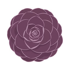 Purple succulent flower, dark mauve plant, vector illustration, floral design element © Missinha