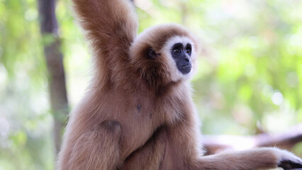 Fototapeta premium White-Handed Gibbon Sitting and Observing in a Lush Tropical Forest Habitat