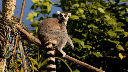 Ring-tailed lemur perched on a tree branch in a lush forest environment © blueringmedia
