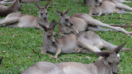 Group of Eastern Grey Kangaroos Resting on Green Grass in Australia © blueringmedia