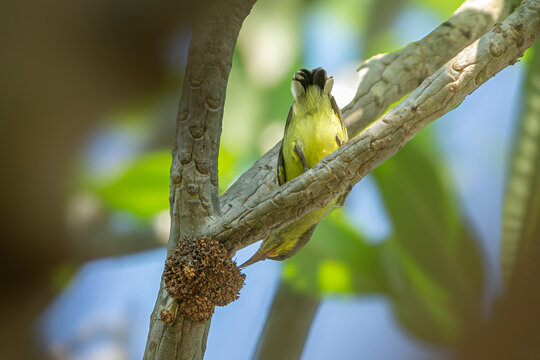 little sunbird on a branch