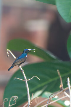 Olive-backed Sunbird (Luscinia olivacea)
