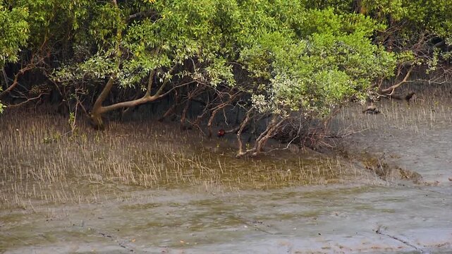 Two red junglefowls are roaming at the Sundarbans mangrove forest. The red junglefowl is a tropical bird in the family Phasianidae.