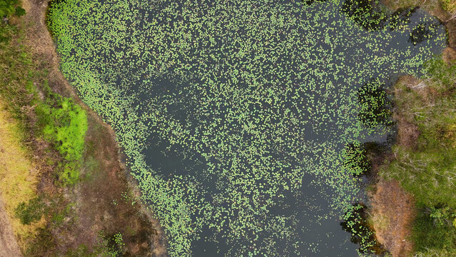 Top Down Aerial View of Lily Pads on a Pond in Australia