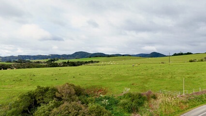 Naklejka premium Aerial View of Lush Green Farmland and Rolling Hills in Dorrigo Australia