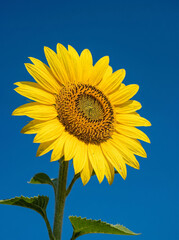 Naklejka premium Bright Sunflower Against Clear Blue Sky Background