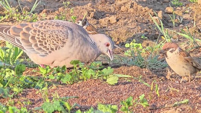 

Oriental Turtle Dove Foraging on Rapeseed Residue in a Garden
텃밭에서 유채겨를 먹는 멧비둘기의 먹이 활동 #001

