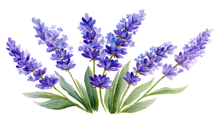 Obraz premium Graceful watercolor lavender floral illustration capturing the beauty of purple blossoms and green foliage, ideal for tranquil and aromatic design projects and serene aesthetics
