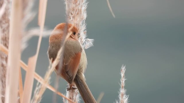 Close-up of an adorable fluffy brown bird clinging to a tall feathery reed stalk in its natural wetland habitat against a soft blurred background.