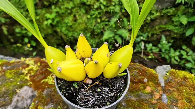 Exotic Yellow Orchid Pseudobulbs Bulbophyllum Lycaste Tropical Plant 4K