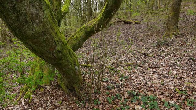 Wald am Ohrsberg, Eberbach, Ohrsberg, Nekar, Odenwald, Baden- W&uuml;rttemberg, Deutschland