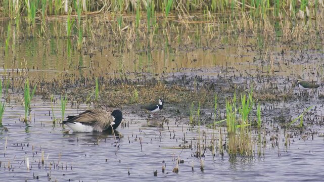 Canada goose feeding in shallow water alongside a lapwing in a natural wetland habitat. Mixed bird species foraging in marshland with reeds and muddy shoreline.