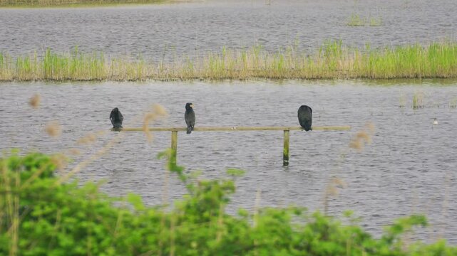 Group of cormorants resting on a wooden beam above calm water in a wetland setting. Minimal composition with birds spaced across the frame in a peaceful natural environment.
