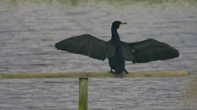 Great cormorant perched above water with wings fully spread, drying feathers after diving. Classic behaviour captured in a calm wetland setting.