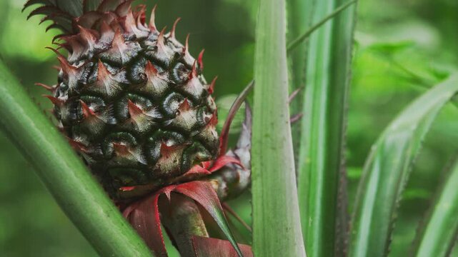 Green Pineapple Fruit Growing with Ants Crawling Close Up