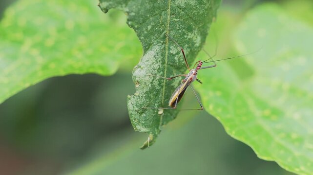 Leaf Footed Bug Resting on Green Leaf Macro Close Up
