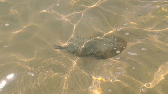 Horseshoe crab moving across sandy seafloor in clear shallow water with sunlight patterns rippling on surface. &middot; 4K DCI 25fps
